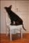 pippa__